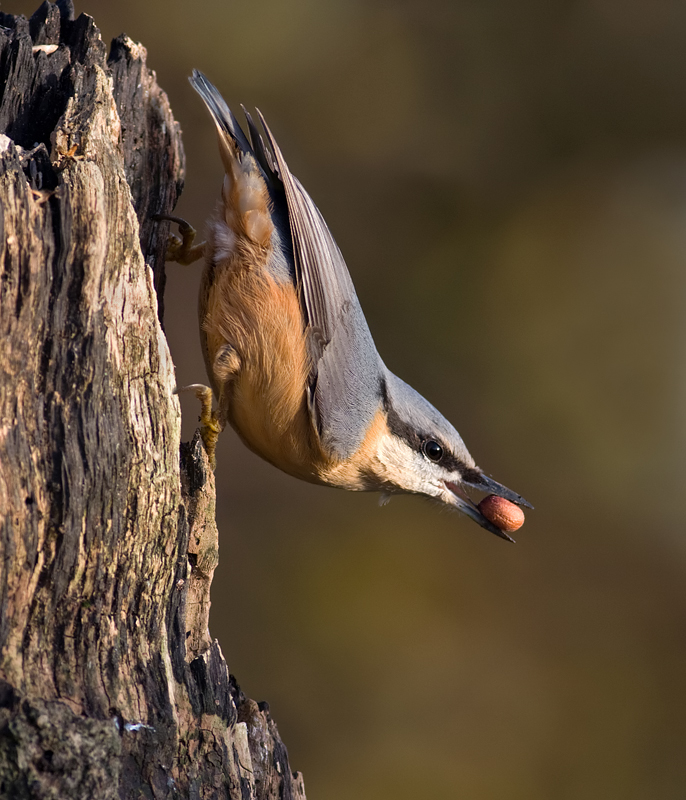 Nuthatch 2 